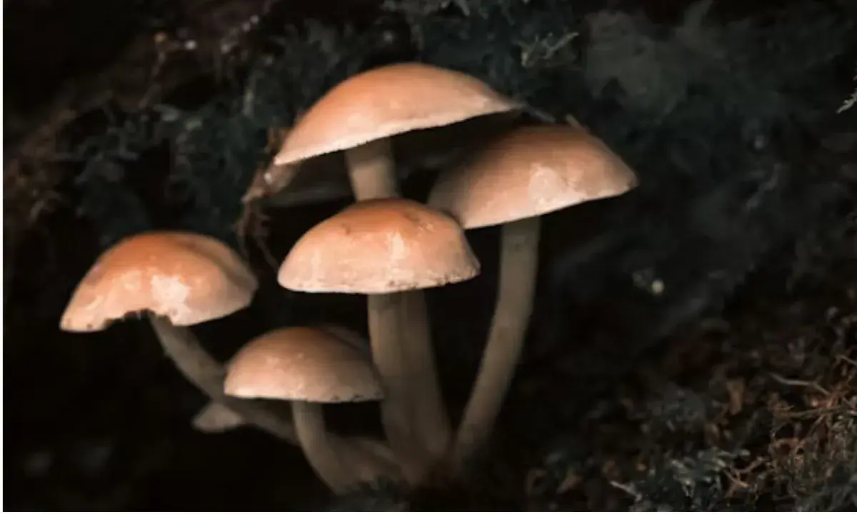 Mushroom Puns