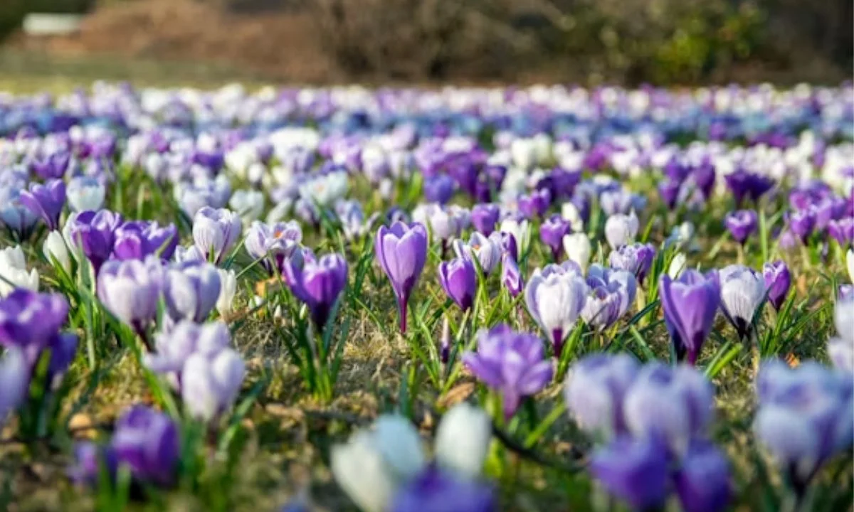 Fresh and Unique Spring Puns You Haven't Heard Before