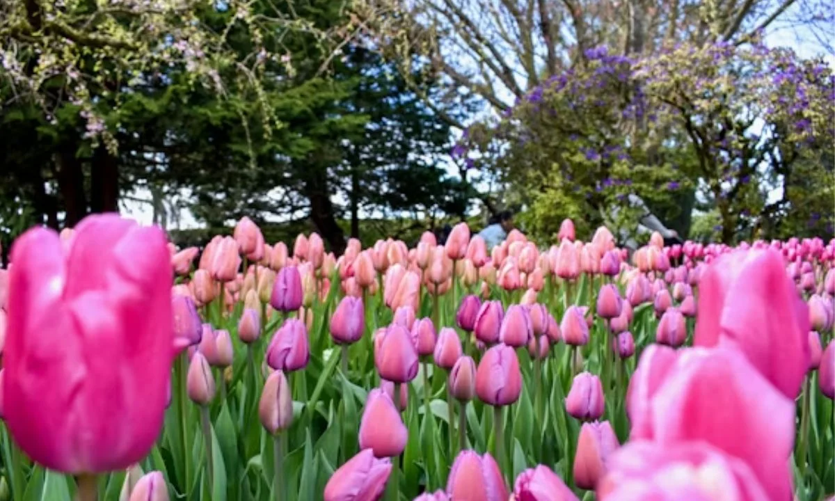Easter and Spring Holiday Puns for Every Celebration