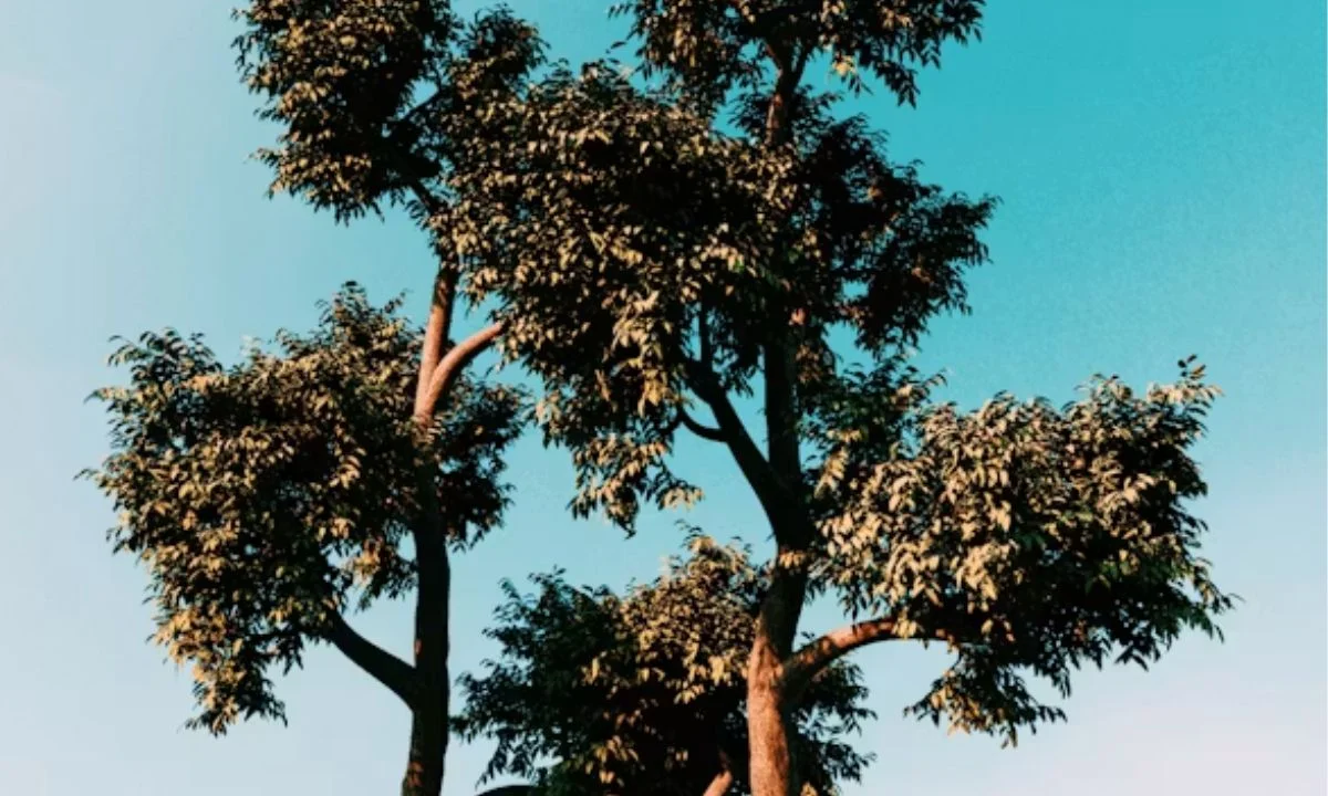 Clever Tree Puns That Are Fir Real