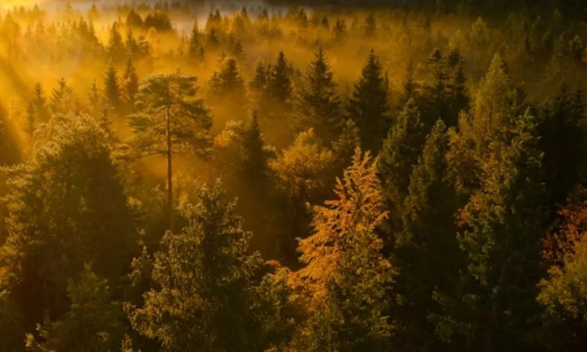 Funny Tree Puns and One-Liners for Every Occasion