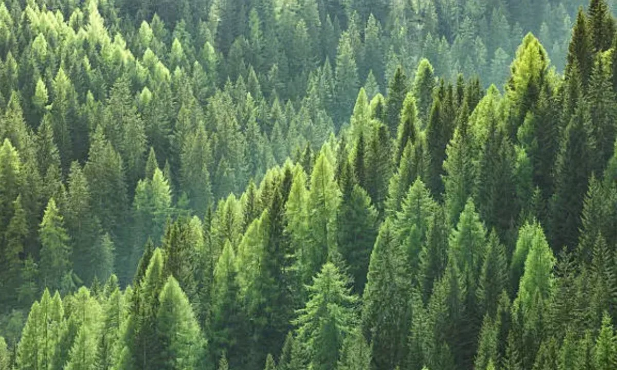 Tree Love Puns for Romantic and Sweet Messages