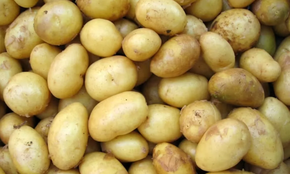 Funny Potato Puns One-Liners That Are Too Hilarious to Handle 😂