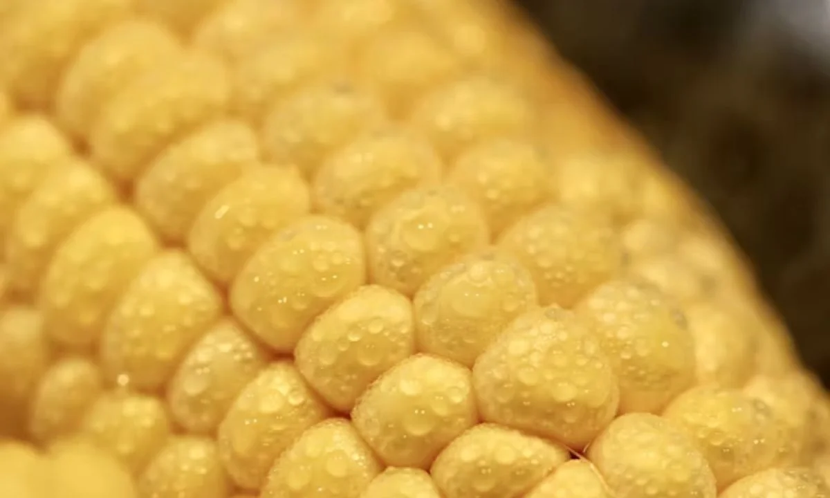  Funny Corn Puns and Jokes for Instant Laughs