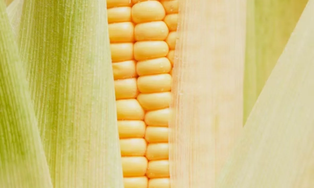 Cute Corn Puns for Kids and Family Fun