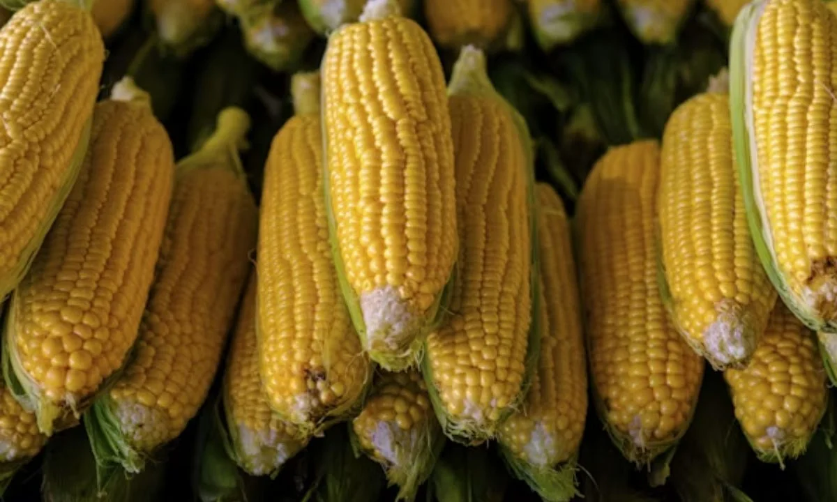 Clever Corn Puns and Wordplay for Pun Lovers