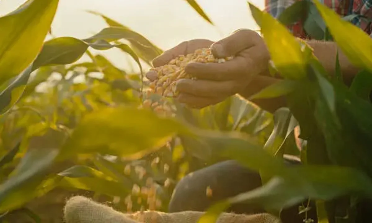 Corn Pun Captions for Instagram and Social Media