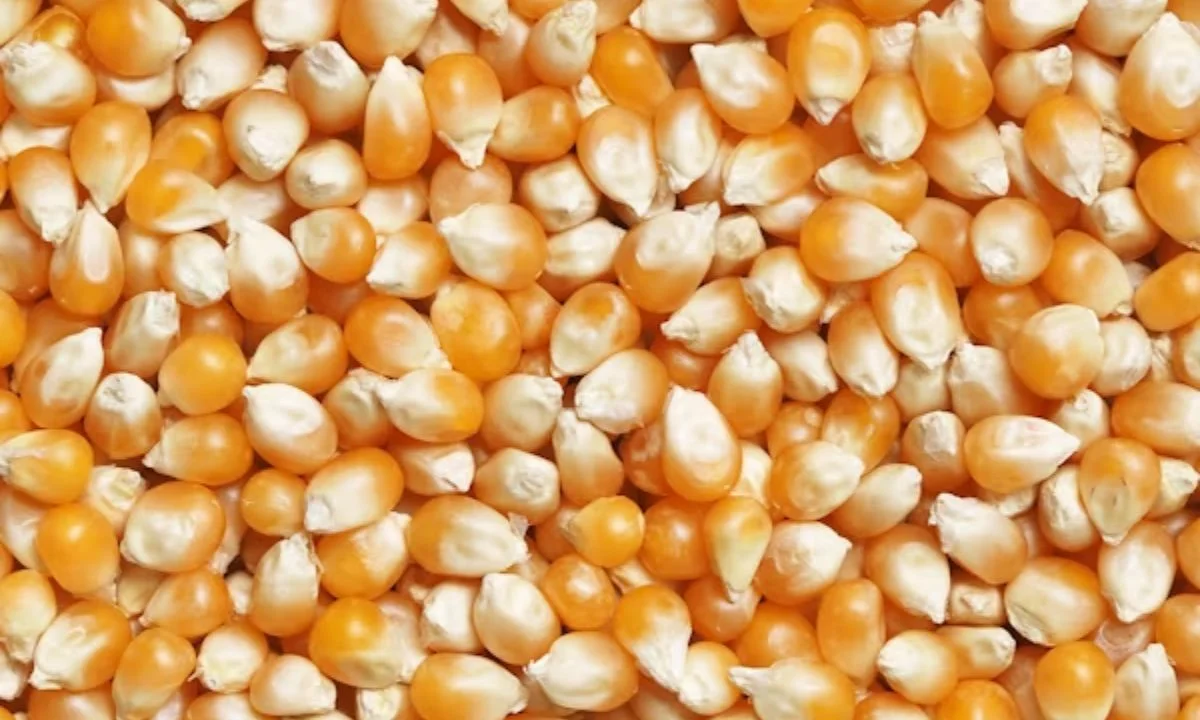 Romantic Corn Puns for Your Butter Half
