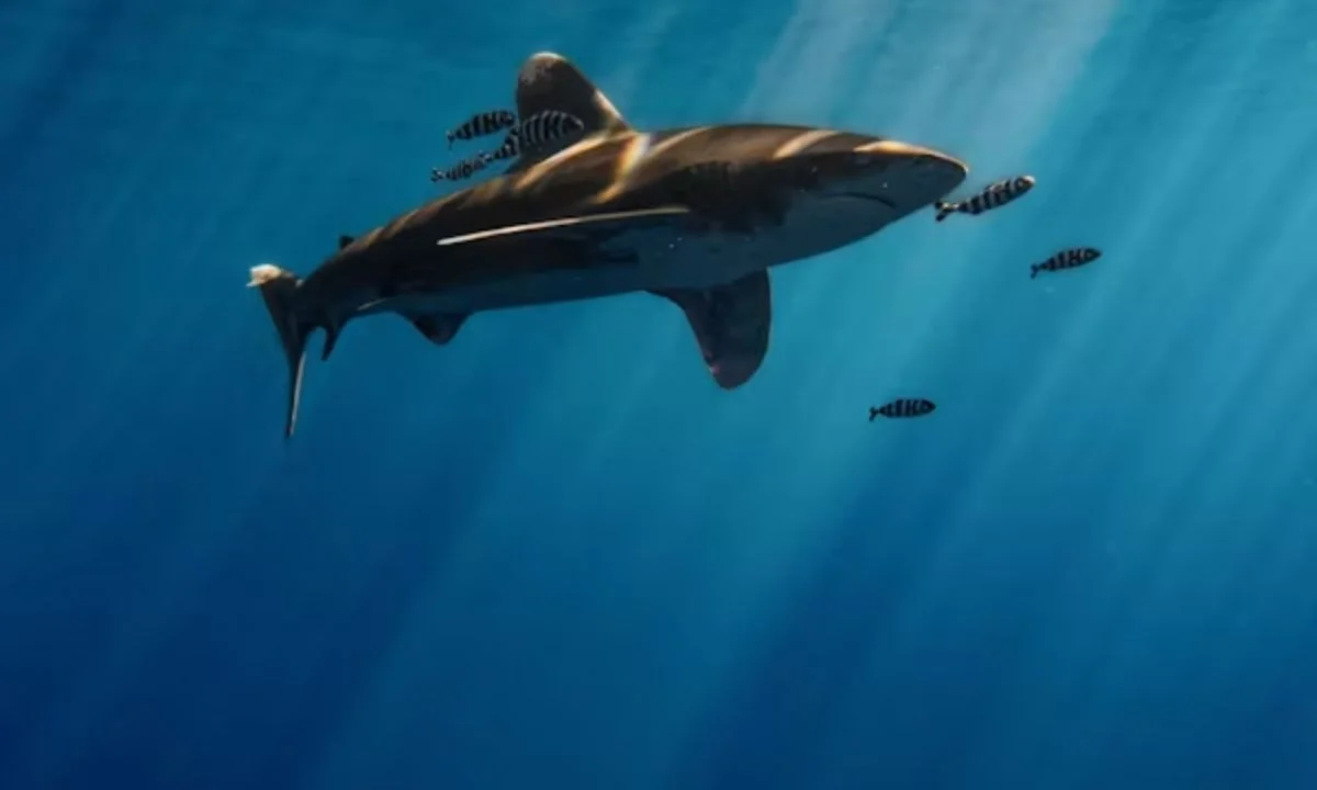 Cute Baby Shark Puns Everyone Will Love