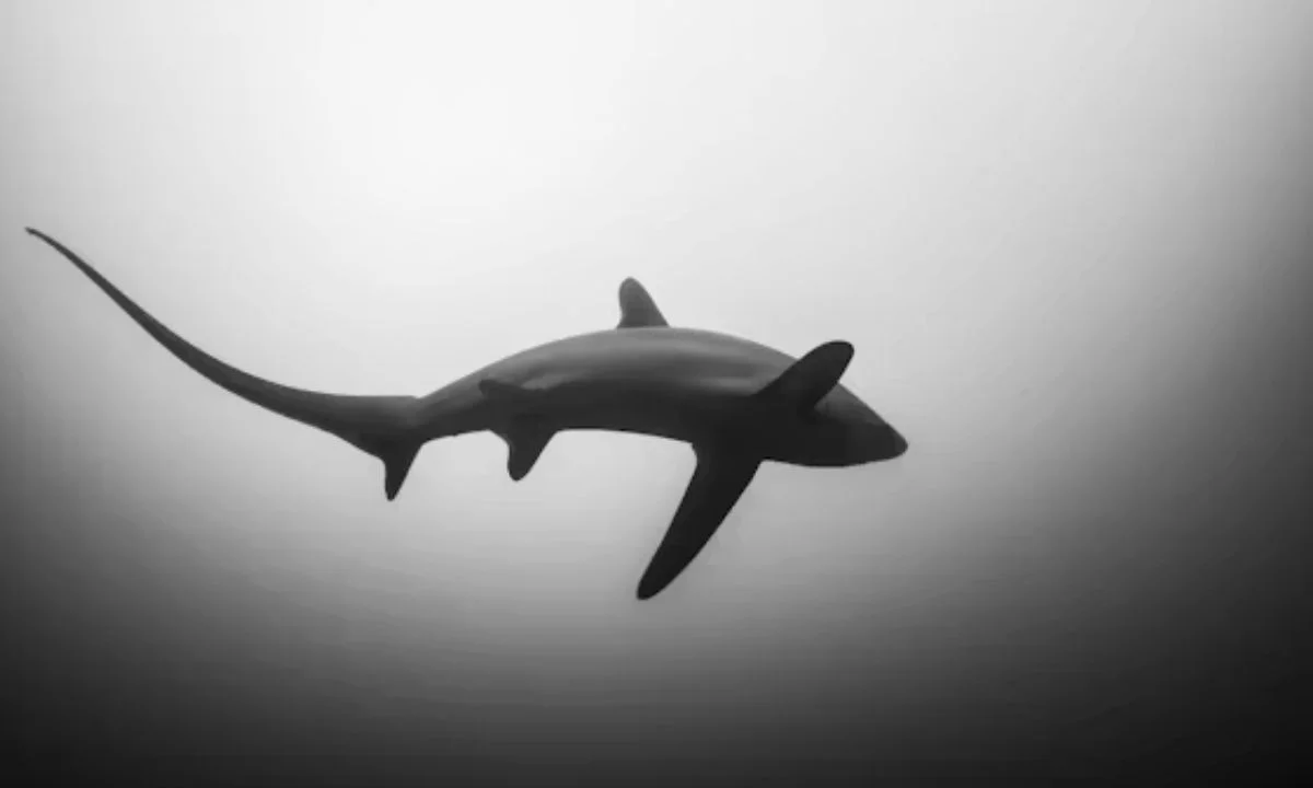Shark Quotes, Catchphrases, and Ocean-Inspired Lines