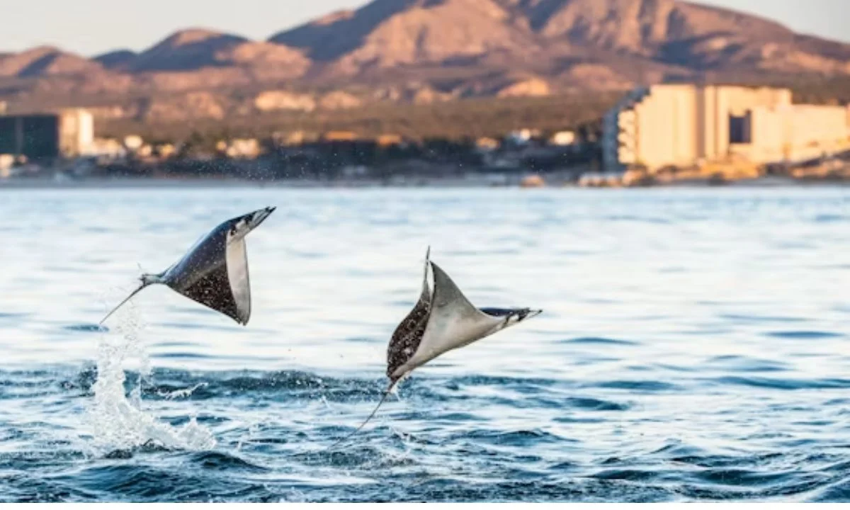 Funny Shark Puns and Sayings That Never Get Old