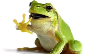 Frog Puns