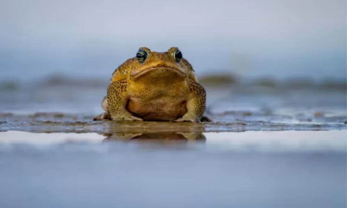 Funny Frog Puns That Are Toad-ally Hilarious