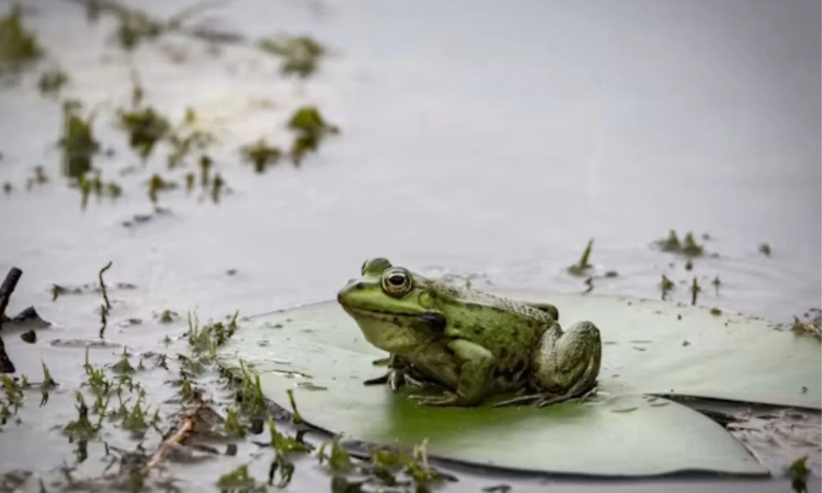 Cute Frog Puns That Will Melt Your Hoppy Heart