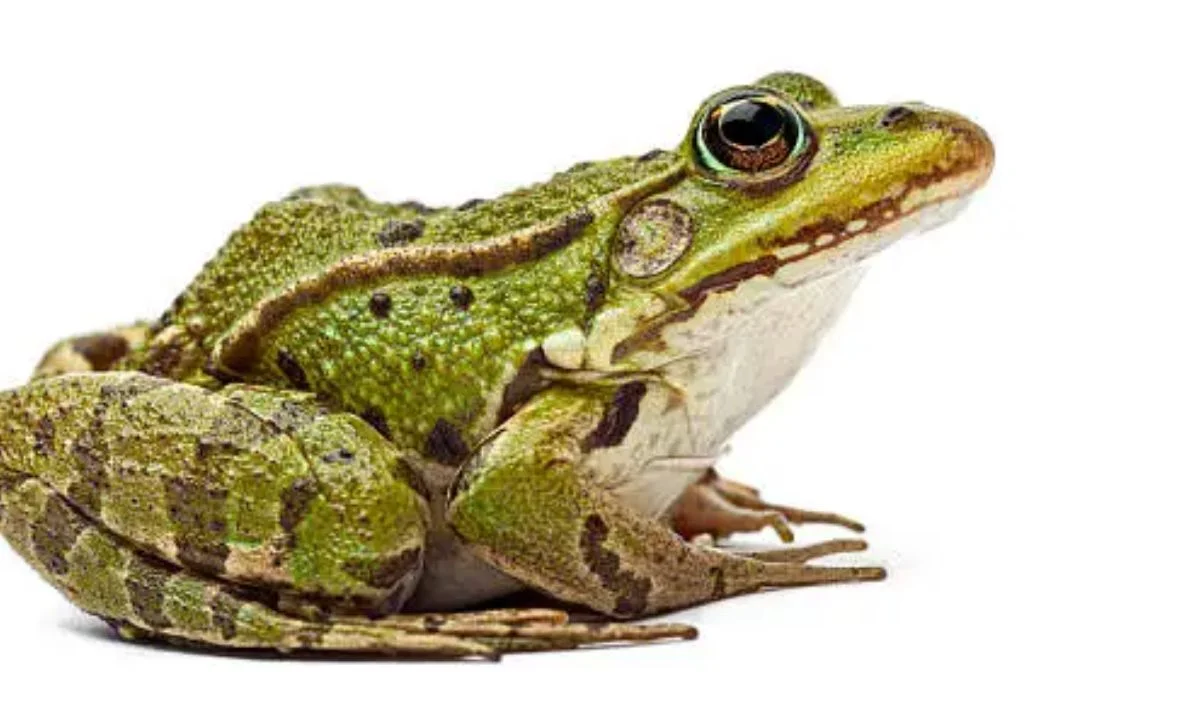 Best Frog One-Liners for Instant Laughs