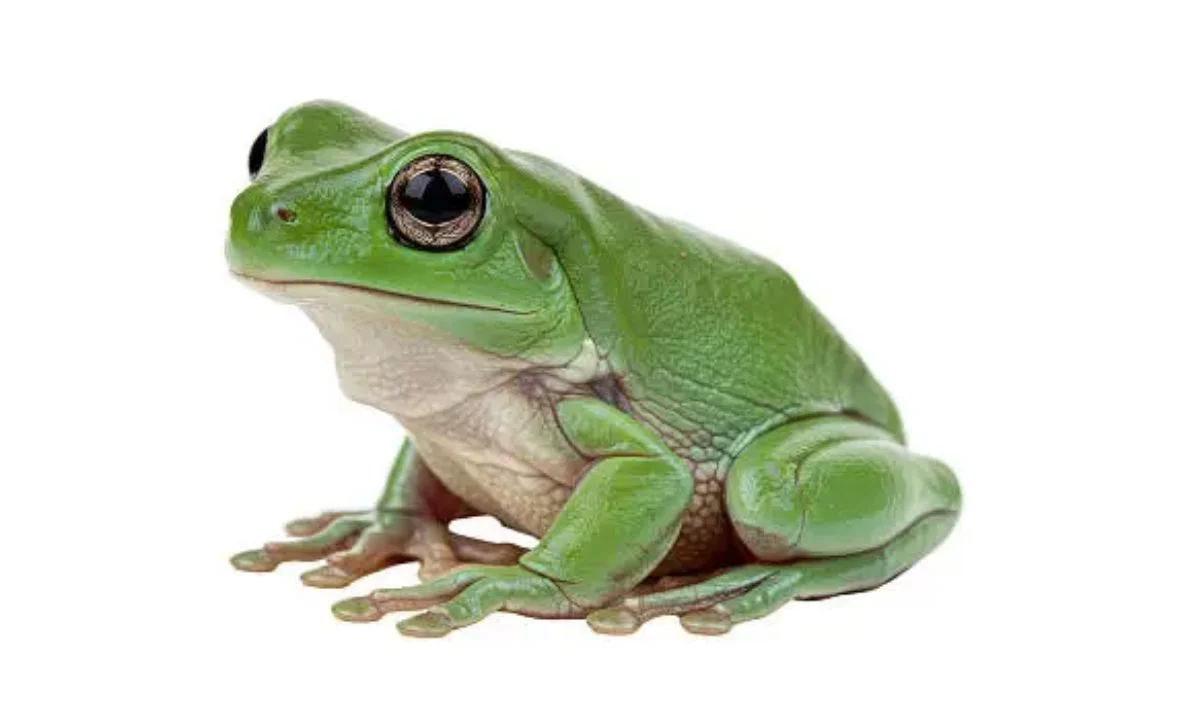 Short Frog Puns That Are Un-Frog-Gettable