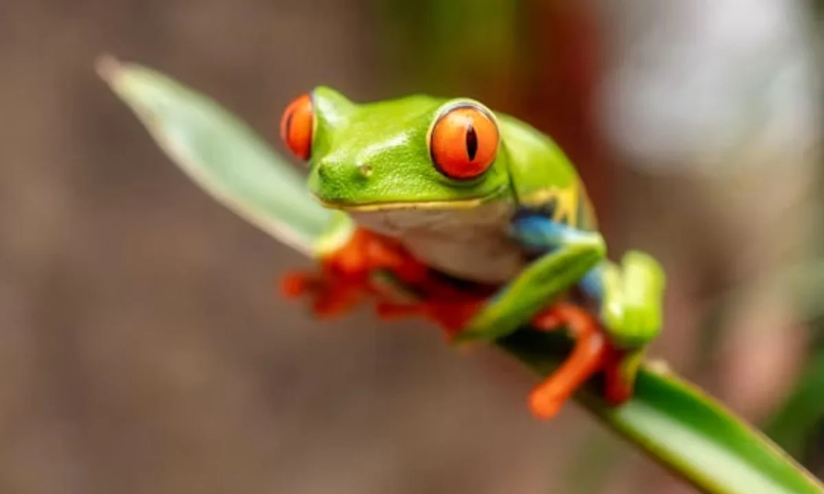 Ribbit-ing Frog Jokes That Will Make You Croak Up
