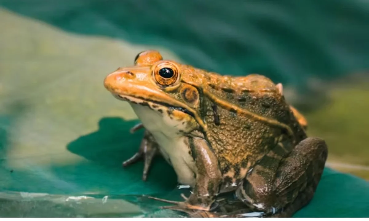 Toad Puns So Funny They Deserve a Lily Pad Award