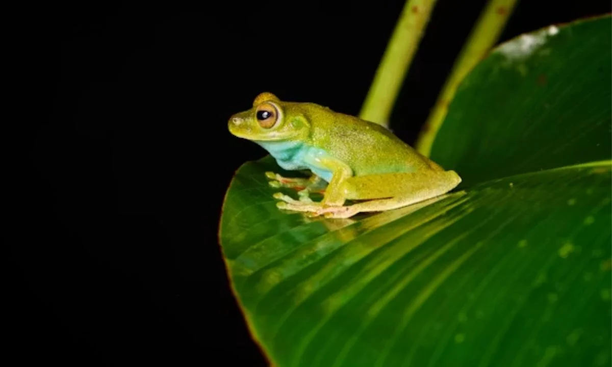 Frog Puns for School Projects and Science Lovers