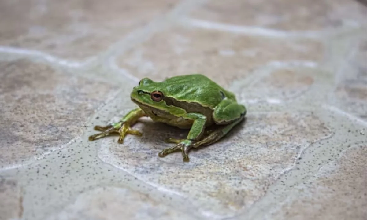 Best Frog Puns for Friends Who Love Animal Humor