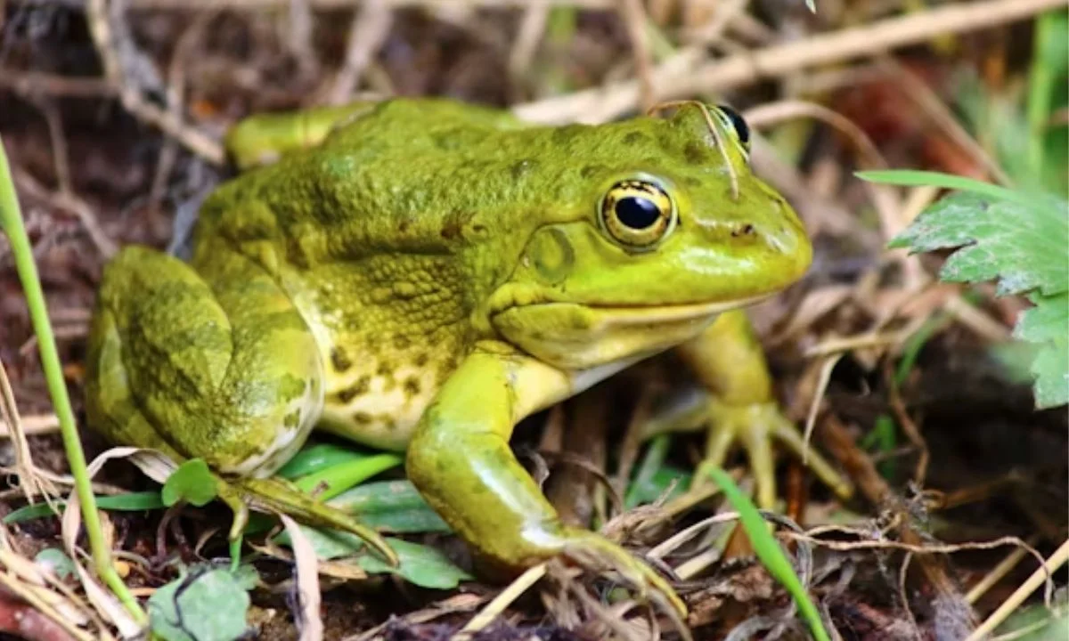 Best Frog Puns for Friends Who Love Animal Humor