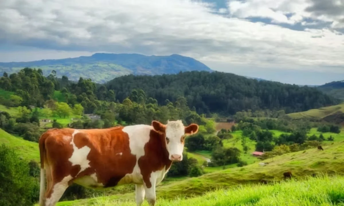 Udderly Funny Cow Puns and One-Liners