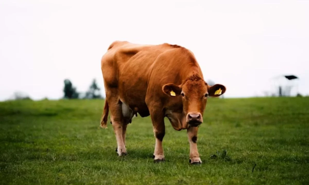 Clever Cow Puns for Every Occasion