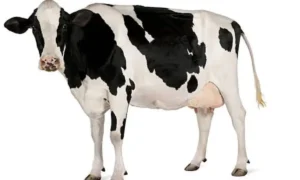 Cow Puns