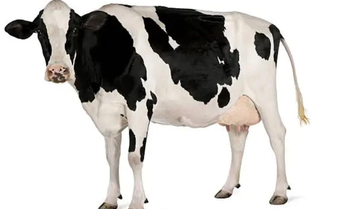 Cow Puns