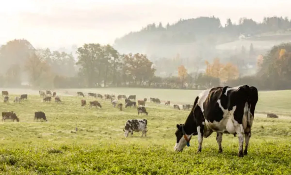 Birthday Cow Puns for Funny Wishes