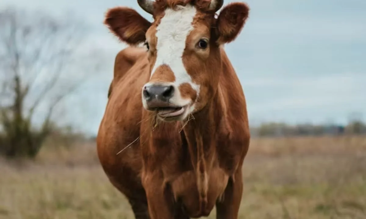 Farm-Themed Cow Puns for Animal Lovers