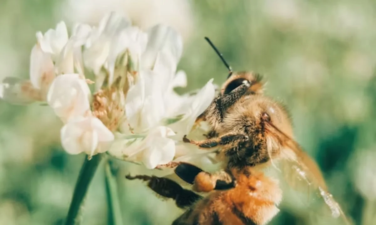 Trending Bee Puns for TikTok, Reels, and Short Video Content