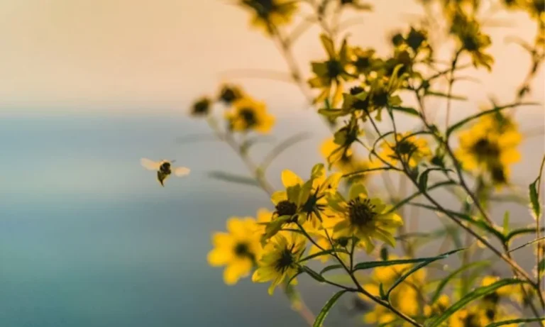 Bee Puns