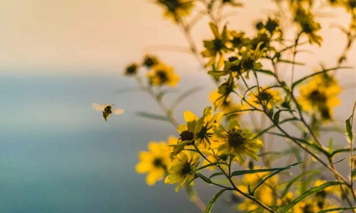 Bee Puns