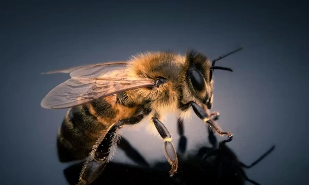 Bee Puns for Marketing Campaigns That Make Brands More Memorable