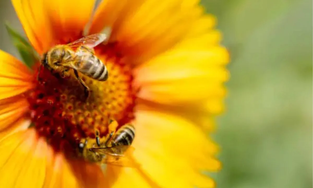 Clever Bee Humor Hooks for Copywriting and Advertising Lines