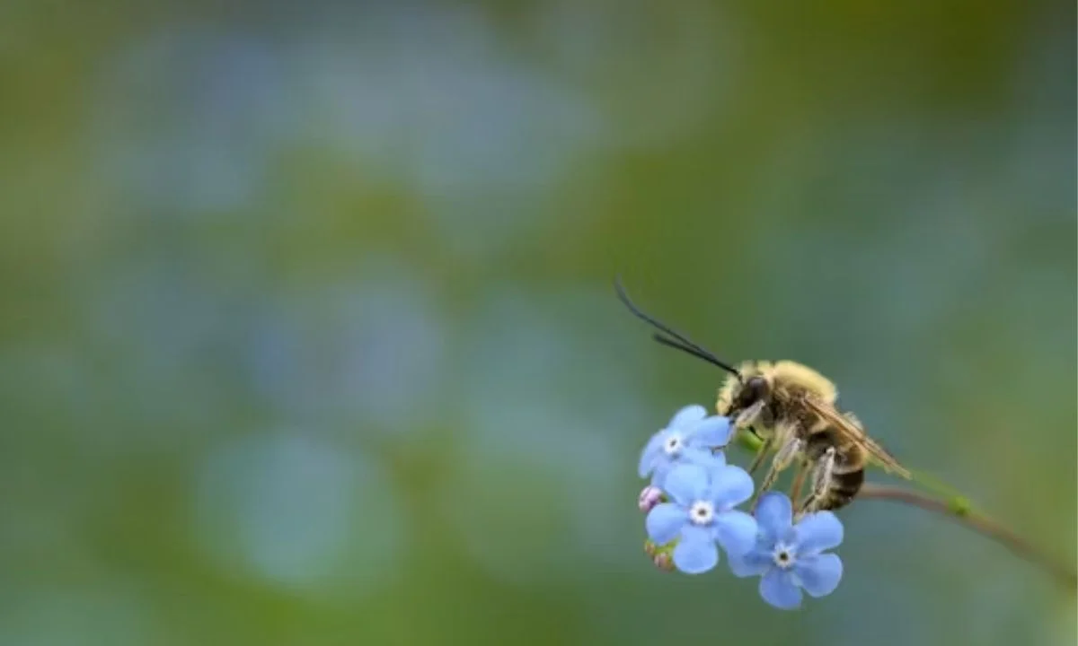 SEO-Friendly Bee Puns for Website Content and Blog Optimization