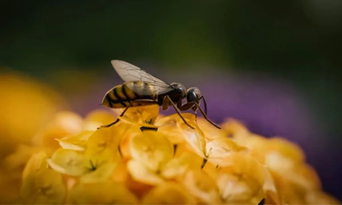 Emotional Bee Puns for Relatable and Shareable Online Content