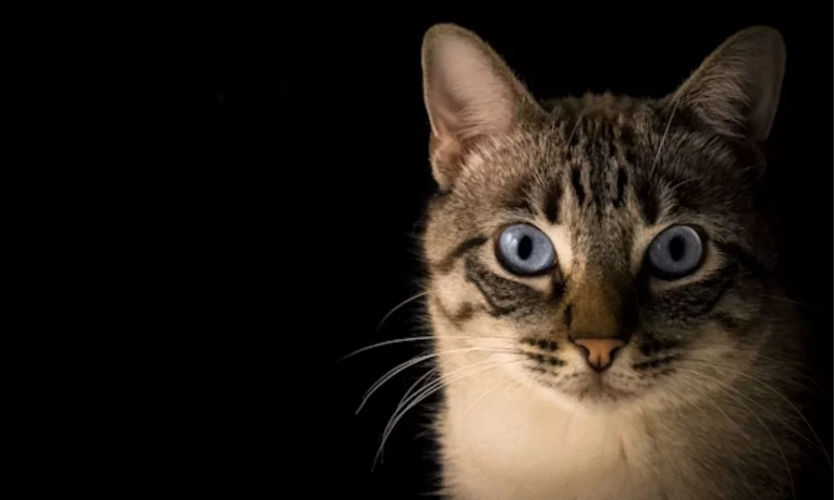 Cat Puns That Instantly Boost Your Mood & Make You Smile