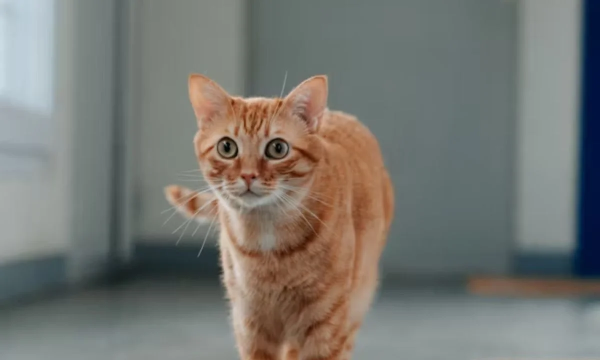 Romantic Cat Puns for Love Messages and Sweet Moments