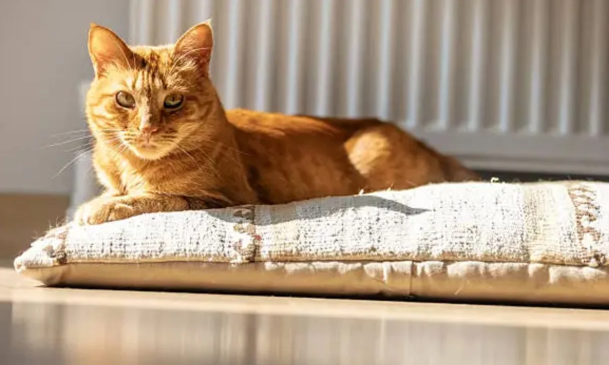 Cat Jokes and Puns That Deliver Instant Laughs Every Time