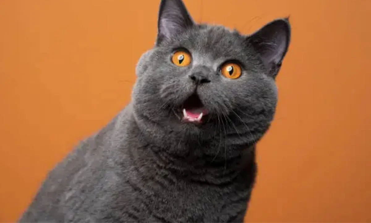 Cute Cat Puns That Are Too Adorable to Handle