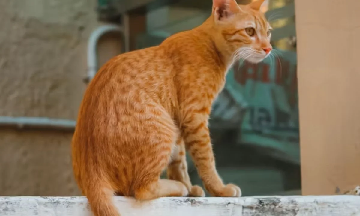 Short Cat Puns Perfect for Quick Texts, Chats & Captions