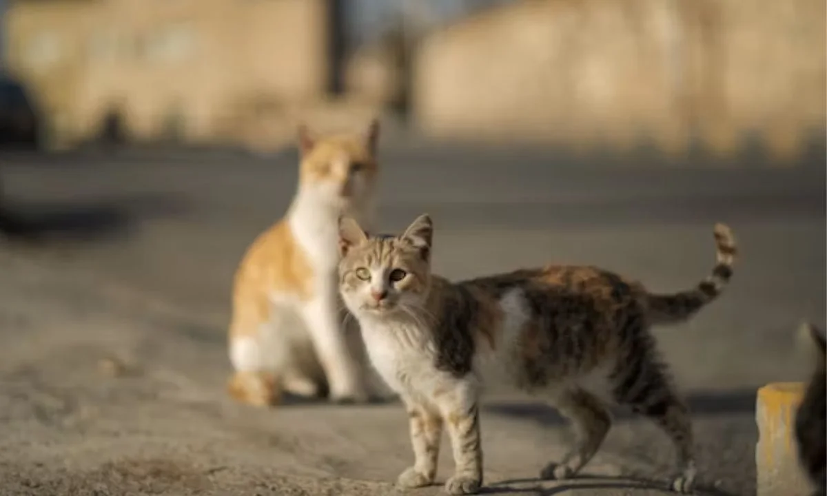 Funny Cat Puns Collection for Everyday Laughter & Entertainment