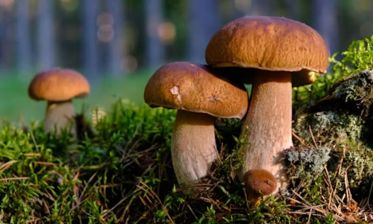 Mushroom Wordplay Ideas That Sound Pure Genius