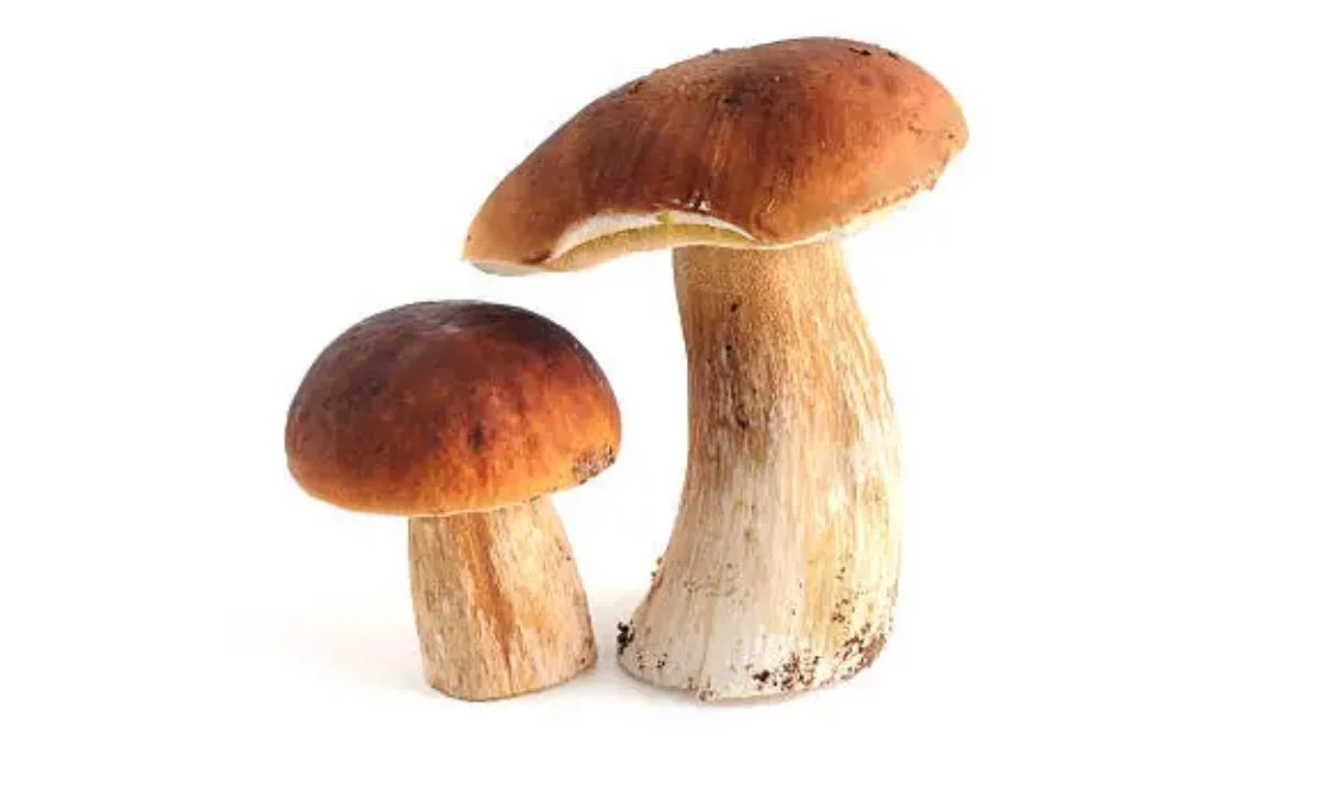 Short Fungi One-Liners for Instant Humor