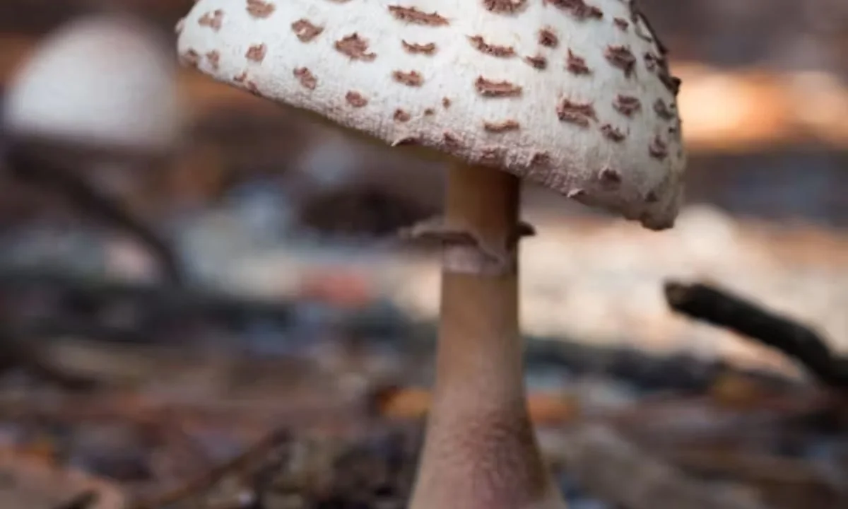 Hilarious Mushroom Jokes Inspired by Real Fungi