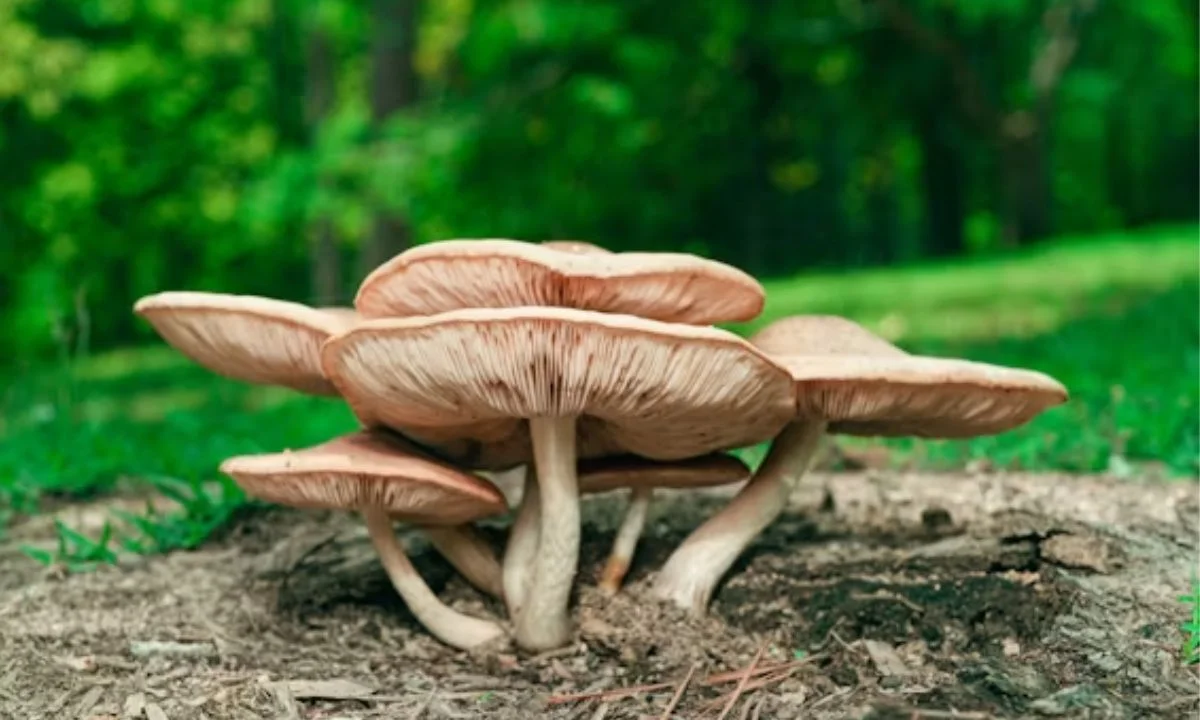Mushroom Puns for Cards, Gifts & Special Messages