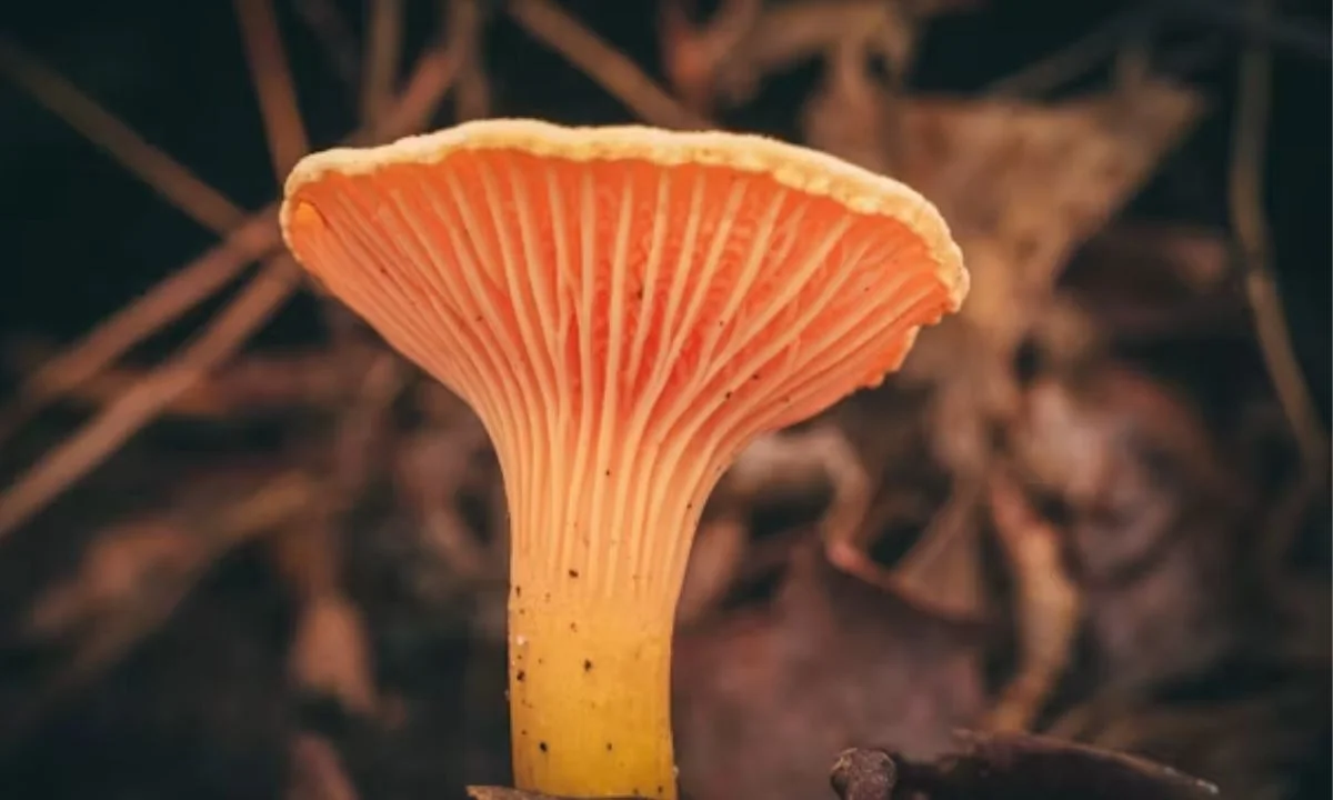 Clever Mushroom Sayings for Daily Laughs