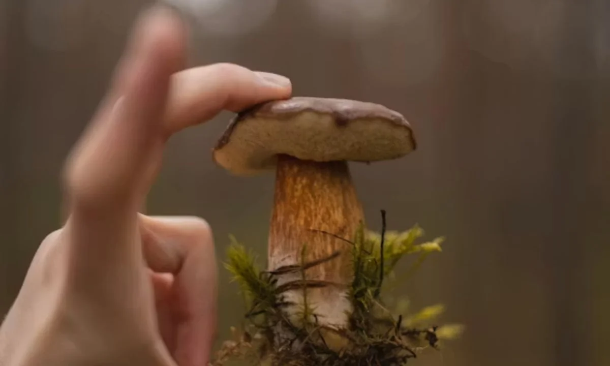 Mushroom Dad Jokes That Are So Bad They're Good